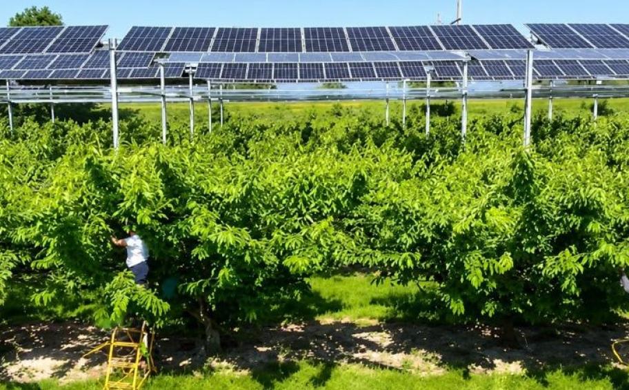 TF1 met en lumière l'agrivoltaïsme Sun'Agri