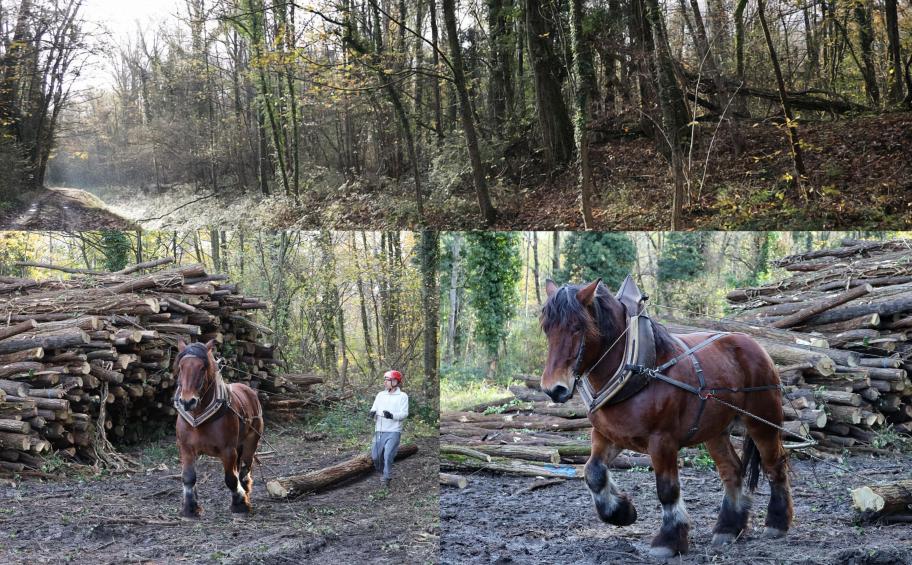 A480: “kind” and innovative woodland works