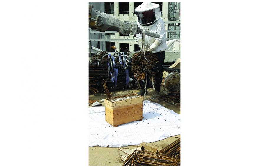 Bees on the worksite of Carré Michelet