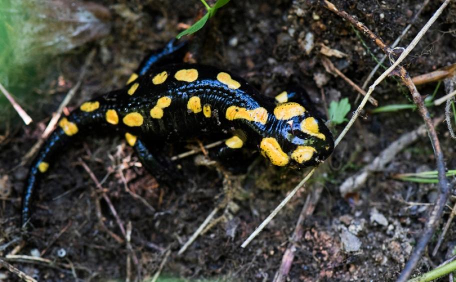 APRR : let’s talk about small wildlife on motorways