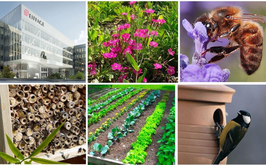 Le jardin d’entreprise participe à la préservation de la faune et de la flore locale, le saviez-vous ?