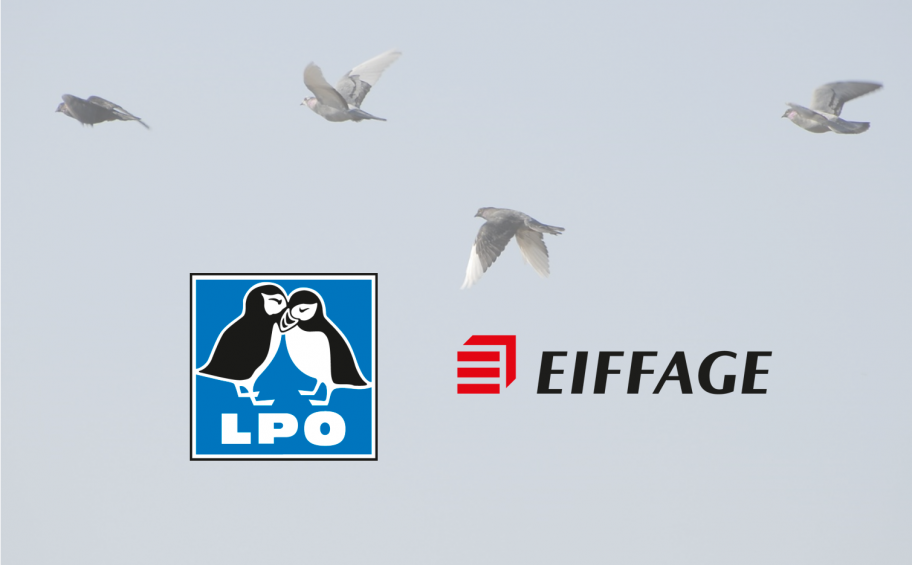 Biodiversity: Eiffage signs a national partnership with the League for the Protection of Birds