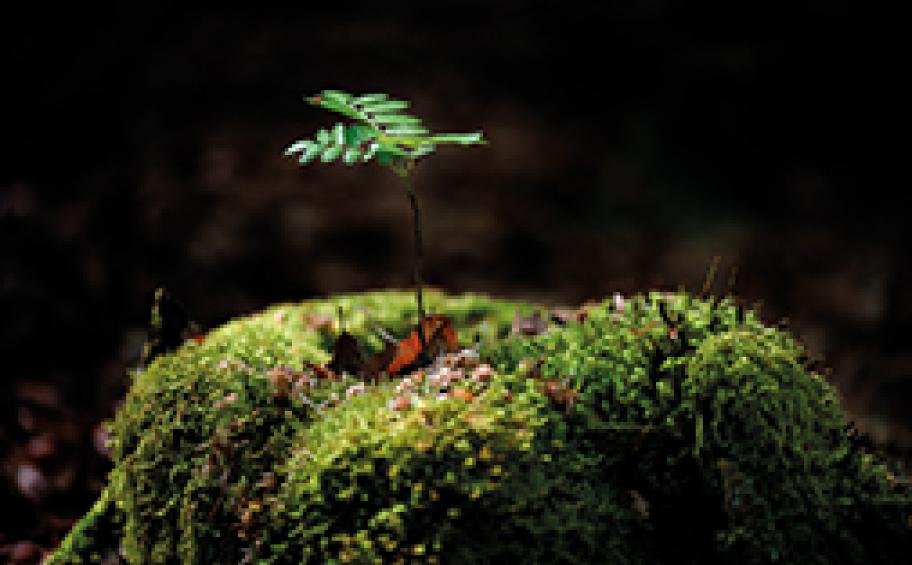 Eiffage renouvelle son engagement pour la biodiversité