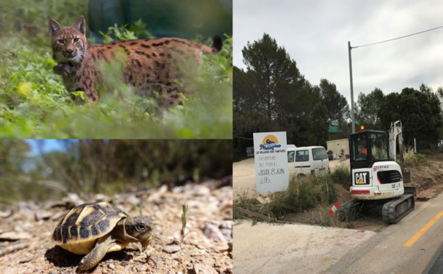 Eiffage is committed to the conservation of lynx and tortoise.